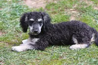 "Ro", a male Miniature Aussiedoodle for sale in Rhinelander, WI – 8 of 10