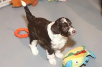 "Dorito", a female Miniature Aussiedoodle for sale in Rhinelander, WI – Photo 3 of 5