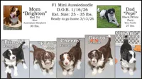 "Dorito", a female Miniature Aussiedoodle for sale in Rhinelander, WI – Photo 5 of 5