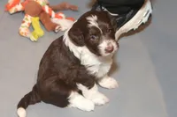 "Dorito", a female Miniature Aussiedoodle for sale in Rhinelander, WI – Photo 2 of 5