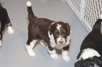 "Dorito", a female Miniature Aussiedoodle for sale in Rhinelander, WI – Photo 4 of 5