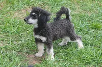 "Ro", a male Miniature Aussiedoodle for sale in Rhinelander, WI – 4 of 10