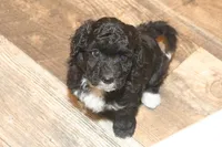 "Sham", a male Miniature Aussiedoodle for sale in Rhinelander, WI – Photo 2 of 7