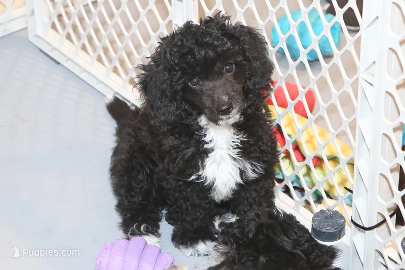 "Sham" – Miniature Aussiedoodle puppy for sale in Rhinelander, WI