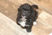 "Sham", a male Miniature Aussiedoodle for sale in Rhinelander, WI – Photo 3 of 7