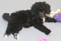 "Sham", a male Miniature Aussiedoodle for sale in Rhinelander, WI – Photo 2 of 4