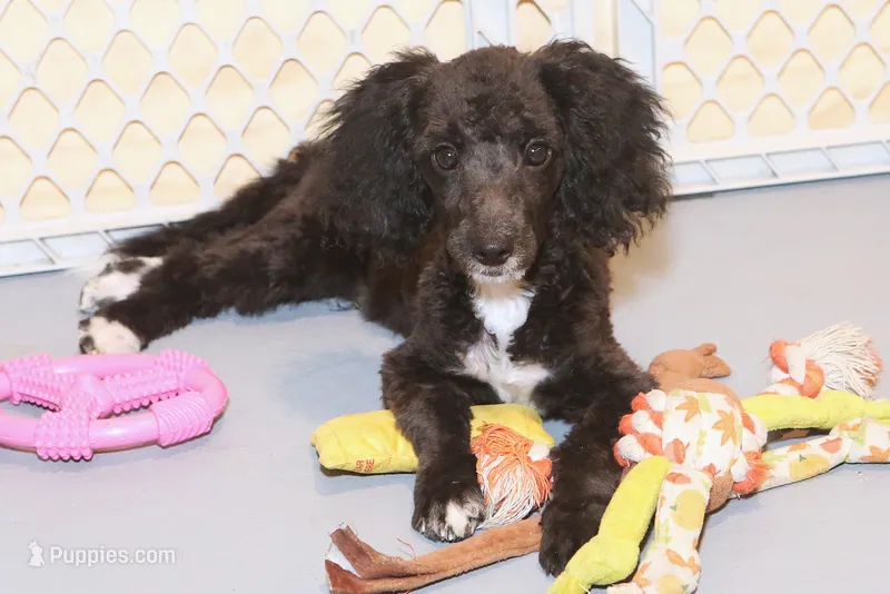 "Sham" – Miniature Aussiedoodle puppy for sale in Rhinelander, WI