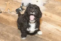 "Sham", a male Miniature Aussiedoodle for sale in Rhinelander, WI – Photo 5 of 7