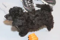 "Sham", a male Miniature Aussiedoodle for sale in Rhinelander, WI – Photo 3 of 4