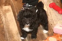 "Sham", a male Miniature Aussiedoodle for sale in Rhinelander, WI – Photo 1 of 7