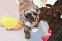 "Ali", a female Miniature Aussiedoodle for sale in Rhinelander, WI – Photo 2 of 6