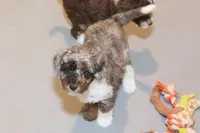 "Ali", a female Miniature Aussiedoodle for sale in Rhinelander, WI – Photo 3 of 6