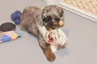 "Ali", a female Miniature Aussiedoodle for sale in Rhinelander, WI – Photo 4 of 6