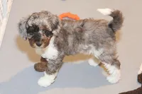"Ali", a female Miniature Aussiedoodle for sale in Rhinelander, WI – Photo 5 of 6