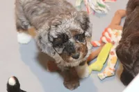 "Ali", a female Miniature Aussiedoodle for sale in Rhinelander, WI – Photo 1 of 6