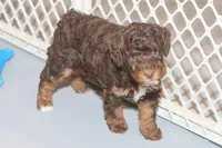 "Ruby", a female Miniature Aussiedoodle for sale in Rhinelander, WI – Photo 5 of 7