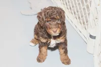 "Ruby", a female Miniature Aussiedoodle for sale in Rhinelander, WI – Photo 4 of 7