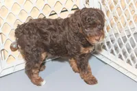 "Ruby", a female Miniature Aussiedoodle for sale in Rhinelander, WI – Photo 3 of 7