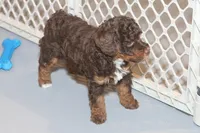 "Ruby", a female Miniature Aussiedoodle for sale in Rhinelander, WI – Photo 6 of 7