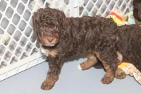 "Ruby", a female Miniature Aussiedoodle for sale in Rhinelander, WI – Photo 2 of 7
