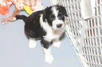 "Pringle", a female Miniature Aussiedoodle for sale in Rhinelander, WI – Photo 1 of 6