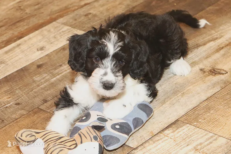 "Pringle" – Miniature Aussiedoodle puppy for sale in Rhinelander, WI