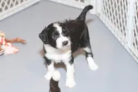 "Pringle", a female Miniature Aussiedoodle for sale in Rhinelander, WI – Photo 2 of 6