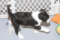 "Pringle", a female Miniature Aussiedoodle for sale in Rhinelander, WI – Photo 5 of 6