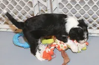 "Pringle", a female Miniature Aussiedoodle for sale in Rhinelander, WI – Photo 3 of 6
