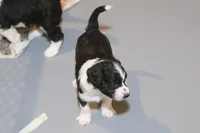 "Pringle", a female Miniature Aussiedoodle for sale in Rhinelander, WI – Photo 4 of 6