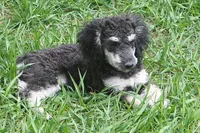 "Ro", a male Miniature Aussiedoodle for sale in Rhinelander, WI – 3 of 10