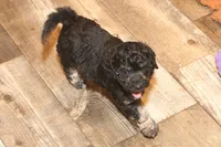 "Bo", a male Miniature Aussiedoodle for sale in Rhinelander, WI – Photo 7 of 8