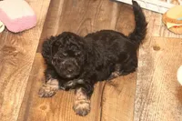 "Bo", a male Miniature Aussiedoodle for sale in Rhinelander, WI – Photo 3 of 8