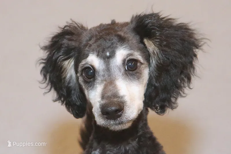 "Bo" – Miniature Aussiedoodle puppy for sale in Rhinelander, WI