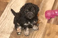 "Bo", a male Miniature Aussiedoodle for sale in Rhinelander, WI – Photo 1 of 8