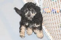 "Bo", a male Miniature Aussiedoodle for sale in Rhinelander, WI – Photo 2 of 7