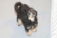 "Bo", a male Miniature Aussiedoodle for sale in Rhinelander, WI – Photo 4 of 7