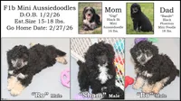 "Bo", a male Miniature Aussiedoodle for sale in Rhinelander, WI – Photo 7 of 7