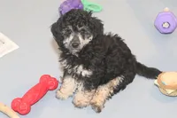"Bo", a male Miniature Aussiedoodle for sale in Rhinelander, WI – Photo 1 of 7