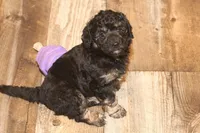 "Bo", a male Miniature Aussiedoodle for sale in Rhinelander, WI – Photo 5 of 8
