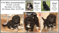 "Bo", a male Miniature Aussiedoodle for sale in Rhinelander, WI – Photo 8 of 8