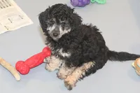 "Bo", a male Miniature Aussiedoodle for sale in Rhinelander, WI – Photo 5 of 7