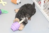 "Bo", a male Miniature Aussiedoodle for sale in Rhinelander, WI – Photo 3 of 7