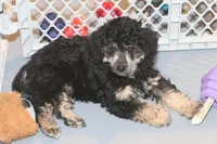 "Bo", a male Miniature Aussiedoodle for sale in Rhinelander, WI – Photo 6 of 7