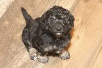 "Bo", a male Miniature Aussiedoodle for sale in Rhinelander, WI – Photo 2 of 8