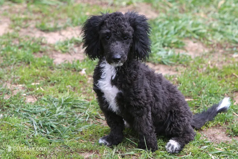 "Sham" – Miniature Aussiedoodle puppy for sale in Rhinelander, WI