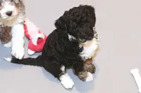"Cali", a female Miniature Aussiedoodle for sale in Rhinelander, WI – Photo 2 of 4