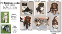 "Cali", a female Miniature Aussiedoodle for sale in Rhinelander, WI – Photo 4 of 4