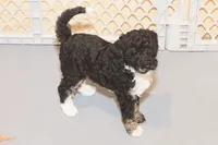"Cali", a female Miniature Aussiedoodle for sale in Rhinelander, WI – Photo 3 of 4