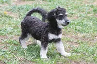 "Ro", a male Miniature Aussiedoodle for sale in Rhinelander, WI – 9 of 10